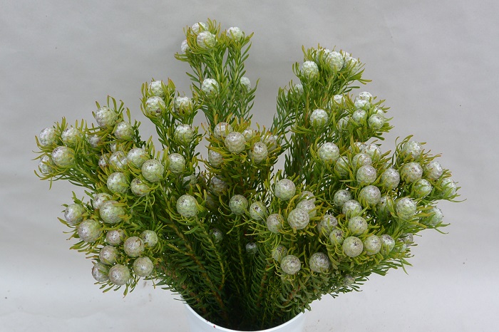 LEUCADENDRON BLACK PEARL
